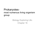 Prokaryotes- most numerous living organism group