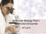 MolecularBiology1APLab6