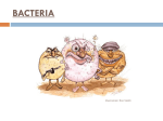 bacteria - biology3u
