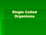 Single Celled Organisms