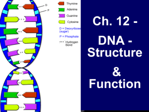 DNA - Structure & Function