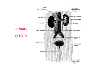 HS-ATS-8 Urinary System Presentation