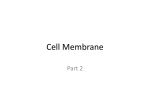 Cell Membrane