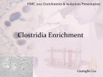 Clostridia