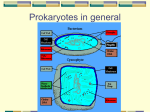 A.P.day37, 12 prokaryotes vs eukaryotes