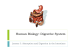 Human Biology: Digestive System - TangHua2012-2013
