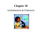 Chapter 18 Archaebacteria and Eubacteria