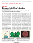 The superficial life of microbes NEWS &amp; VIEWS FEATURE
