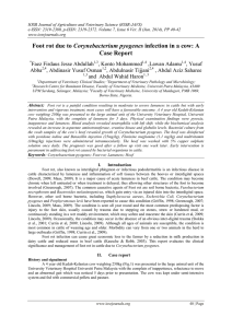 Corynebacterium pyogenes Case Report