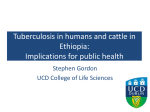 Tuberculosis in humans and cattle in Ethiopia: Implications for public health Stephen Gordon