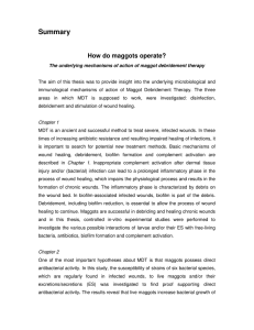 Summary  How do maggots operate?