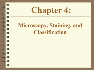 Chapter 4: Microscopy, Staining, and Classification
