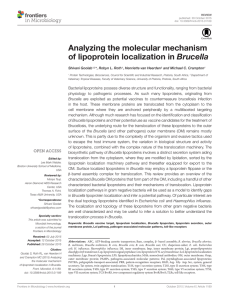 Analyzing the molecular mechanism Brucella Shivani Goolab Robyn L. Roth