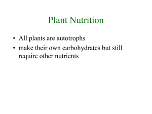 Plant Nutrition