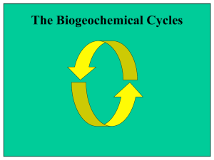 Nitrogen cycle FINAL