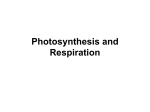 07-Nutrient Cycles, Photo. and Resp. Note