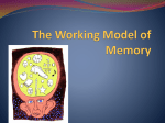 The Working Model of Memory