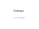Esophagus - OU Medicine