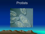 Plant-like Protists