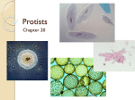 Protists - TeacherWeb