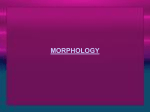 Morphology: the word of language