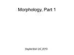 General Morphology Thoughts