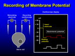 Recording of Membrane Potential