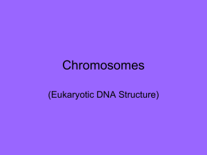 Chromosomes