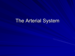 3 - The Arterial System