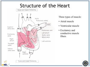 Kipke ECG Presentation