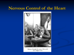 Nervous Control of the Heart