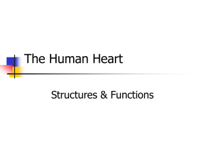 The Human Heart