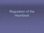 4 - Regulation of the Heartbeat