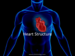 Heart-structure-and-function-teacher-2003