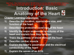Introduction: Basic Anatomy of the Heart