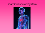 Cardiovascular System - The Woodlands College Park High School