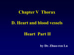 Chapter V Thorax