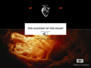 The anatomy of the heart - Bloomsburg University of