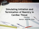 Simulating Initiation and Termination of Reentry in