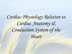 Cardiac Physiology Relation to Cardiac Anatomy