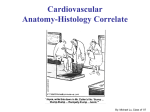 Cardiovascular Anatomy