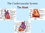Circulatory System - Heart - Westgate Mennonite Collegiate