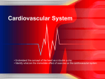 Cardiovascular System - Brighouse High School