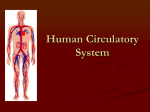 Human Circulatory System - St. Dominic High School