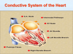 Cardiac Physiology Relation to Cardiac Anatomy