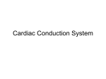 Cardiac Conduction System