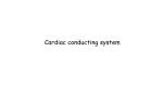 Cardiac conducting system - Hamilton Grammar School