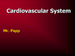 Cardiovascular System