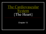 The Cardiovascular System {The Heart}