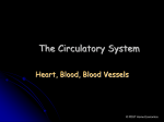 The circulatory system